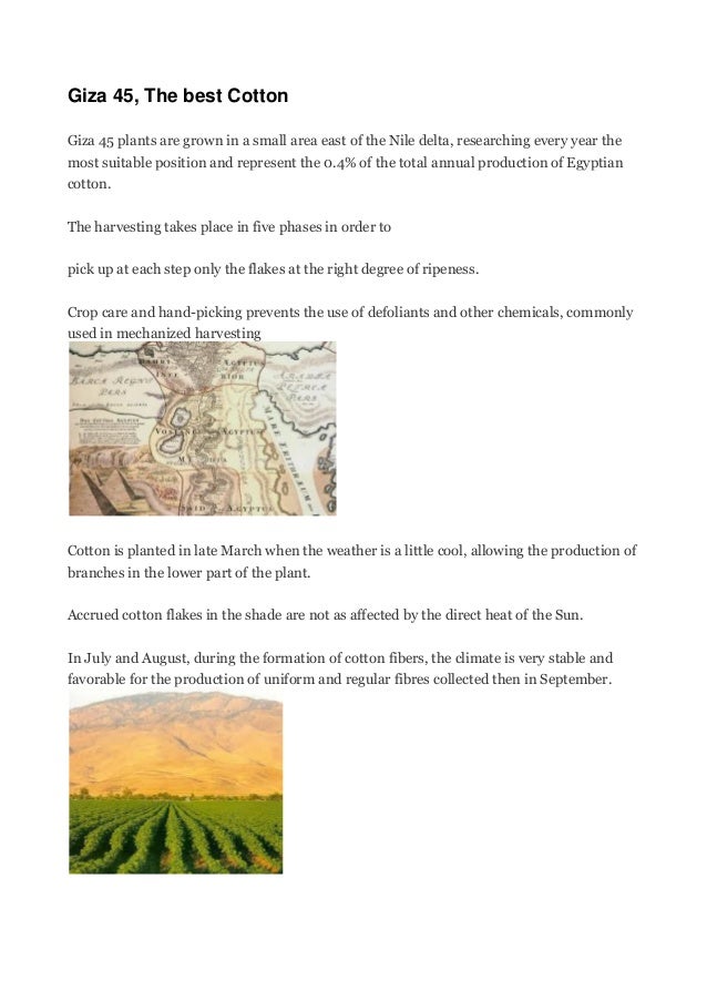 Giza 45 The Best Cotton