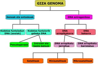 GIZA GENOMA
Geneak eta antzekoak
Introiak eta
beste batzuk
DNA
errepikakorra
Kodetze funtziodun
DNA (exoiak)
DNA extragenikoa
Kodetze funtziorik
gabeko DNA
Pseudogeneak
DNA
bakarra
DNA errepikatu
jarraitua
DNA errepikatu
barreiatua
Sateliteak Minisateliteak Mikrosateliteak
 