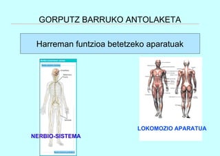 GORPUTZ BARRUKO ANTOLAKETA
Harreman funtzioa betetzeko aparatuak
LOKOMOZIO APARATUA
NERBIO-SISTEMA
 