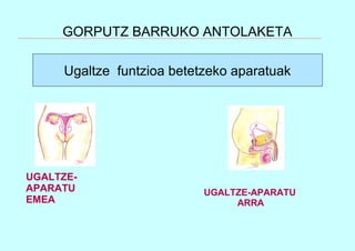 GORPUTZ BARRUKO ANTOLAKETA
Ugaltze funtzioa betetzeko aparatuak
UGALTZE-
APARATU
EMEA
UGALTZE-APARATU
ARRA
 