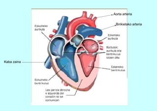 BIHOTZA
Kaba zaina
Aorta arteria
Birikietako arteria
 