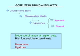 Modu koordinatuan lan egiten dute.
Bizi- funtzioak betetzen dituzte:
Nutrizioa
Harremana
Ugaltzea
GORPUTZ BARRUKO ANTOLAKETA
Zelulaz osatuta gaude.
Ehunak eratzen dituzte.
ORGANOAK
Aparatuak
Sistemak
 