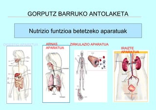GORPUTZ BARRUKO ANTOLAKETA
Nutrizio funtzioa betetzeko aparatuak
DIGESTIO APARATUA ARNAS
APARATUA
ZIRKULAZIO APARATUA
IRAIZTE
APARATUA
 