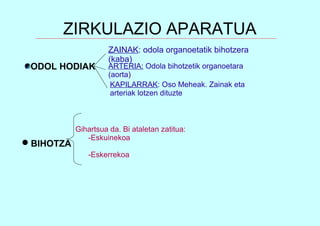 ZIRKULAZIO APARATUA
ODOL HODIAK
BIHOTZA
ZAINAK: odola organoetatik bihotzera
(kaba)
ARTERIA: Odola bihotzetik organoetara
(aorta)
KAPILARRAK: Oso Meheak. Zainak eta
arteriak lotzen dituzte
Gihartsua da. Bi ataletan zatitua:
-Eskuinekoa
-Eskerrekoa
 
