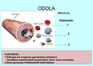 ODOLA
Gorria da.
FUNTZIOAK:
1-Elikagai eta oxigenoa garraiatzea zeluletara.
-Hondakin-substantziak kanporatzen diren unera eramatea.
2-Gure gorputza infekzioetatik defendatzea
OSAGAIAK:
1
2
3
 
