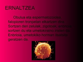 ERNALTZEA
Obulua eta espermatozoidea,
falopioren tronpetan elkartzen dira.
Sortzen den zelulak, zigotoak, enbrioia
sortzen du eta umetokiraino iristen da.
Enbrioia, umetokiko horman itsatsita
geratzen da.

 