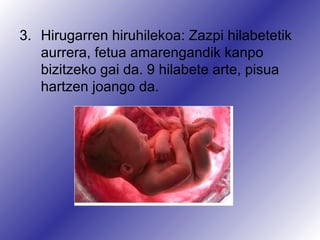 3. Hirugarren hiruhilekoa: Zazpi hilabetetik
aurrera, fetua amarengandik kanpo
bizitzeko gai da. 9 hilabete arte, pisua
hartzen joango da.

 