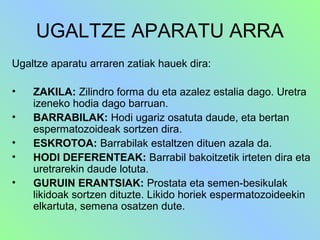 UGALTZE APARATU ARRA
Ugaltze aparatu arraren zatiak hauek dira:
•
•
•
•
•

ZAKILA: Zilindro forma du eta azalez estalia dago. Uretra
izeneko hodia dago barruan.
BARRABILAK: Hodi ugariz osatuta daude, eta bertan
espermatozoideak sortzen dira.
ESKROTOA: Barrabilak estaltzen dituen azala da.
HODI DEFERENTEAK: Barrabil bakoitzetik irteten dira eta
uretrarekin daude lotuta.
GURUIN ERANTSIAK: Prostata eta semen-besikulak
likidoak sortzen dituzte. Likido horiek espermatozoideekin
elkartuta, semena osatzen dute.

 