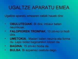 UGALTZE APARATU EMEA
Ugaltze aparatu emearen zatiak hauek dira:
•
•
•
•
•

OBULUTEGIAK: Bi dira, intxaur baten
neurrikoak.
FALOPIOREN TRONPAK: 10 zm-ko bi hodi
dira.
UMETOKIA: Madari baten neurria eta forma
du. Lepo bidez baginarekin lotzen da.
BAGINA: 15 zm-ko hodia da.
BULBA: Bi ezpainez osatuta dago.

 