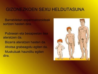 GIZONEZKOEN SEXU HELDUTASUNA
Barrabiletan espermatozoideak
sortzen hasten dira.
Pubisean eta besapeetan ilea
ateratzen da.
Bizarra ateratzen hasten da.
Ahotsa grabeagotu egiten da.
Muskuluak haunditu egiten
dira.

 