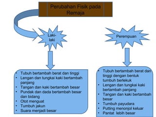 Perubahan Fisik pada
Remaja
Laki-
laki
• Tubuh bertambah berat dan tinggi
• Lengan dan tungkai kaki bertambah
panjang
• Tangan dan kaki bertambah besar
• Pundak dan dada bertambah besar
dan bidang
• Otot menguat
• Tumbuh jakun
• Suara menjadi besar
Perempuan
• Tubuh bertambah berat dan
tinggi dengan bentuk
tumbuh berlekuk
• Lengan dan tungkai kaki
bertambah panjang
• Tangan dan kaki bertambah
besar
• Tumbuh payudara
• Putting menonjol keluar
• Pantat lebih besar
 