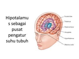Hipotalamu
s sebagai
pusat
pengatur
suhu tubuh
 