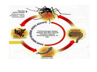 Daur hidup nyamuk Aedes
 