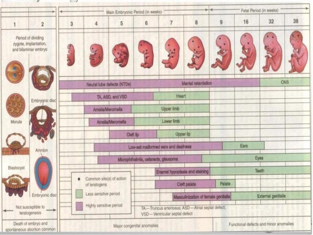 12 Merk Vitamin Ibu Hamil Trimester 1 Paling Bagus Dan