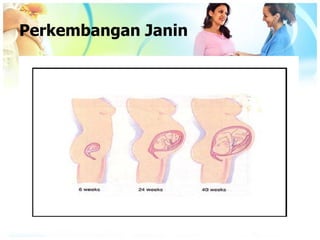 Perkembangan Janin
 