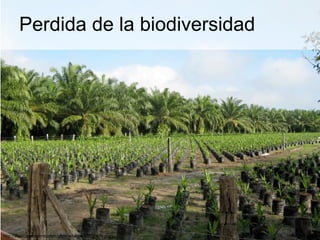 Perdida de la biodiversidad
http://static.panoramio.com/photos/large/17525478.jpg
 