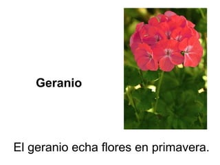 Geranio
El geranio echa flores en primavera.
 