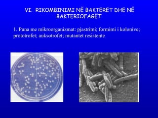 VI. RIKOMBINIMI NË BAKTERET DHE NË
BAKTERIOFAGËT
1. Puna me mikroorganizmat: pjastrimi; formimi i kolonive;
prototrofet; auksotrofet; mutantet resistente
 