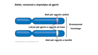 The Principles of Mendelian Genetics: Genotype, Phenotype, and ...