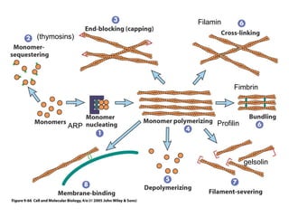 ARP 
Filamin 
Fimbrin 
gelsolin 
Profilin 
(thymosins) 
 