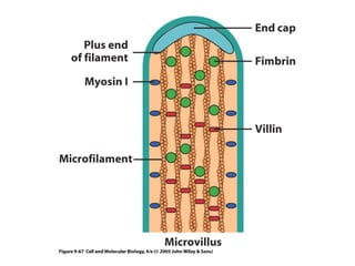 Cytoskeleton