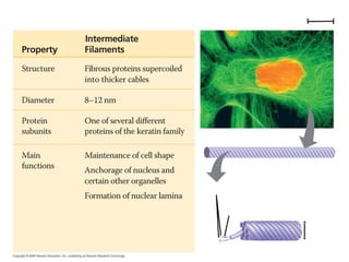 Table 6-1c 
5 μm 
Keratin proteins 
Fibrous subunit (keratins 
coiled together) 
8–12 nm 
 