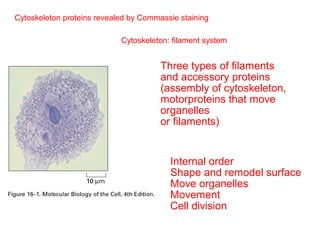 Cytoskeleton proteins revealed by Commassie staining 
Cytoskeleton: filament system 
Three types of filaments 
and accessory proteins 
(assembly of cytoskeleton, 
motorproteins that move 
organelles 
or filaments) 
Internal order 
Shape and remodel surface 
Move organelles 
Movement 
Cell division 
 