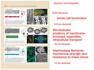 Dynamic and adaptable 
Actin filaments: 
shape of the cell’s surface 
and whole cell locomotion 
5-9 nm diameter 
Microtubules: 
positions of membrane-enclosed 
organelles, 
intracellular transport 
25 nm diameter 
Intermediate filaments: 
mechanical strength and 
resistance to shear stress 
10 nm diameter 
 
