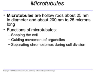 Microtubules 
• Microtubules are hollow rods about 25 nm 
in diameter and about 200 nm to 25 microns 
long 
• Functions of microtubules: 
– Shaping the cell 
– Guiding movement of organelles 
– Separating chromosomes during cell division 
Copyright © 2008 Pearson Education, Inc., publishing as Pearson Benjamin Cummings 
 