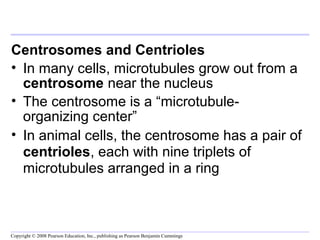 Centrosomes and Centrioles 
• In many cells, microtubules grow out from a 
centrosome near the nucleus 
• The centrosome is a “microtubule-organizing 
center” 
• In animal cells, the centrosome has a pair of 
centrioles, each with nine triplets of 
microtubules arranged in a ring 
Copyright © 2008 Pearson Education, Inc., publishing as Pearson Benjamin Cummings 
 