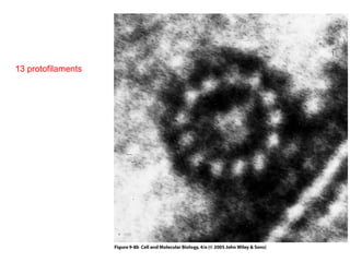 13 protofilaments 
 
