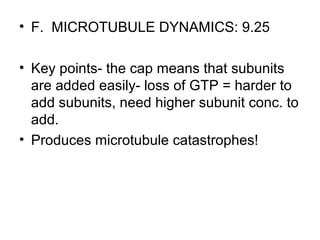 • F. MICROTUBULE DYNAMICS: 9.25 
• Key points- the cap means that subunits 
are added easily- loss of GTP = harder to 
add subunits, need higher subunit conc. to 
add. 
• Produces microtubule catastrophes! 
 