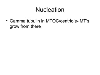 Nucleation 
• Gamma tubulin in MTOC/centriole- MT’s 
grow from there 
 