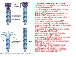 FIGURE 9.25 The structural cap model 
of dynamic instability. According 
to the model, the growth or shrinkage of a 
microtubule depends 
on the state of the tubulin dimers at the 
plus end of the microtubule. 
Tubulin-GTP dimers are depicted in red. 
Tubulin-GDP dimers are depicted 
in blue. In a growing microtubule (step 1), 
the tip consists of an 
open sheet containing tubulin-GTP 
subunits. In step 2, the tube has begun 
to close, forcing the hydrolysis of the bound 
GTP. In step 3, the tube 
has closed to its end, leaving only tubulin- 
GDP subunits. GDP-tubulin 
subunits have a curved conformation 
compared to their GTP-bound 
counterparts, which makes them less able 
to fit into a straight protofilament. 
The strain resulting from the presence of 
GDP-tubulin subunits 
at the plus end of the microtubule is 
released as the protofilaments curl 
outward from the tubule and undergo 
catastrophic shrinkage (step 4). 
 