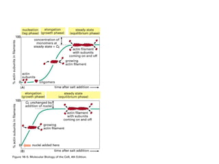 The time course of actin polymerization in a test tube 
 