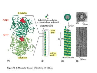 The structure of a microtubule and its subunits 
GTP! 
GTP 
hollow and cylindrica and polar 
13 parallel protofilaments 
heterodimer 
 