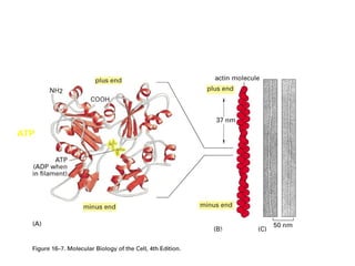 The structure of an actin monomer and actin filament 
monomer 
ATP 
polar 
two parallel protofilaments 
that twist around each other 
in a right-handed helix 
Flexible but cross-linked and 
bundled together by accessory 
proteins in a living cell 
 