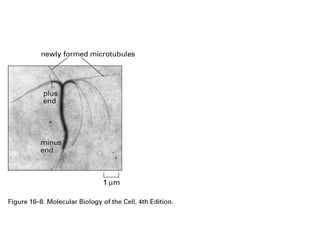 The preferential growth of microtubules at the plus end 
Plus end: polymerize and 
depolymerize faster than 
minus end 
Microtubules: 
Plus end- b subunit 
Minus end- a subunit 
Actin filaments 
Plus end- barbed end 
Minus end- pointed end 
 