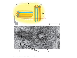 Fig. 6-22 Centrosome 
Microtubule 
Centrioles 
0.25 μm 
Longitudinal section 
of one centriole 
Microtubules Cross section 
of the other centriole 
 