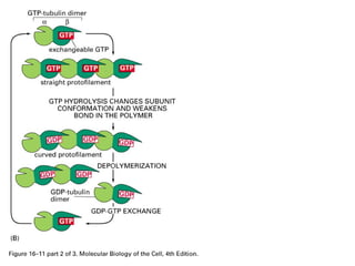 GTP hydrolysis causes 
filament to curve 
 