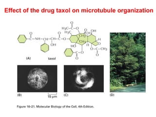 Effect of the drug taxol on microtubule organization 
treatment of cancers 
 