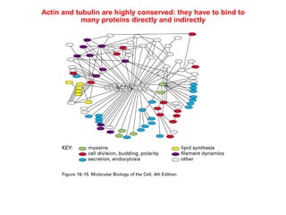 Actin and tubulin are highly conserved: they have to bind to 
many proteins directly and indirectly 
Accessory proteins and intermediate filament proteins 
are not as conserved 
 