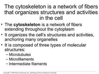The cytoskeleton is a network of fibers 
that organizes structures and activities 
in the cell 
• The cytoskeleton is a network of fibers 
extending throughout the cytoplasm 
• It organizes the cell’s structures and activities, 
anchoring many organelles 
• It is composed of three types of molecular 
structures: 
– Microtubules 
– Microfilaments 
– Intermediate filaments 
Copyright © 2008 Pearson Education, Inc., publishing as Pearson Benjamin Cummings 
 