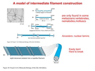 A model of intermediate filament construction 
Intermediate filaments 
are only found in some 
metazoans:vertebrates, 
nematodes,molluscs 
Not required in 
every cell type 
Ancesters: nuclear lamins 
Parallel 
Antiparrel 
No polarity! “subunit” 
8 parallel protofilaments 
Easily bent 
Hard to break 
 