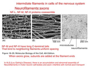 Two types of intermdiate filaments in cells of the nervous system 
Neurofilaments:axons 
NF-L, NF-M, NF-H proteins coassemble 
axon glia 
NF-M and NF-H have long C-terminal tails 
That bind to neighboring filaments:uniform spacing 
Regular spacing 
When axons grow, subunits are added at the filament ends 
and along the filament length; axon diameter increase 5 fold 
In ALS (Lou Gehrig’s Disease), there is an accumulation and abnormal assembly of 
Neurofilaments in motor neuron cell bodies and axon--interfere with normal axon transport 
 