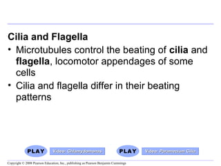 Cilia and Flagella 
• Microtubules control the beating of cilia and 
flagella, locomotor appendages of some 
cells 
• Cilia and flagella differ in their beating 
patterns 
VViiddeeoo:: CChhllaammyyddoommoonnaass VViiddeeoo:: PPaarraammeecciiuumm CCiilliiaa 
Copyright © 2008 Pearson Education, Inc., publishing as Pearson Benjamin Cummings 
 