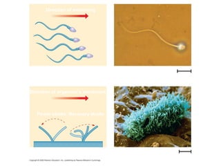 Fig. 6-23 
5 μm 
Direction of swimming 
(a) Motion of flagella 
Direction of organism’s movement 
Power stroke Recovery stroke 
(b) Motion of cilia 
15 μm 
 