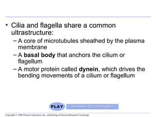 • Cilia and flagella share a common 
ultrastructure: 
– A core of microtubules sheathed by the plasma 
membrane 
– A basal body that anchors the cilium or 
flagellum 
– A motor protein called dynein, which drives the 
bending movements of a cilium or flagellum 
Animation: CCiilliiaa aanndd FFllaaggeellllaa 
Copyright © 2008 Pearson Education, Inc., publishing as Pearson Benjamin Cummings 
 
