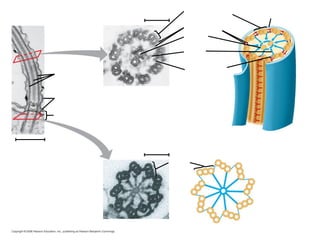 Fig. 6-24 
0.1 μm 
Triplet 
(c) Cross section of basal body 
0.5 μm 
Microtubules 
Plasma 
membrane 
Basal body 
(a) Longitudinal 
section of cilium 
(b) Cross section of 
cilium 
Plasma 
membrane 
Outer microtubule 
doublet 
Dynein proteins 
Central 
microtubule 
Radial 
spoke 
Protein cross-linking 
outer 
doublets 
0.1 μm 
 