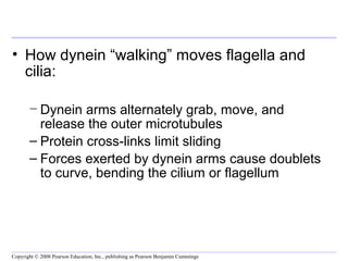 • How dynein “walking” moves flagella and 
cilia: 
− Dynein arms alternately grab, move, and 
release the outer microtubules 
– Protein cross-links limit sliding 
– Forces exerted by dynein arms cause doublets 
to curve, bending the cilium or flagellum 
Copyright © 2008 Pearson Education, Inc., publishing as Pearson Benjamin Cummings 
 